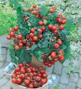 Tomatfrø - Busktomater