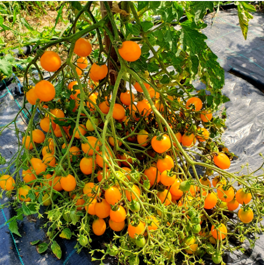 Tomatfrø - Cherry tomater