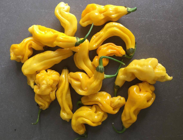 Chilifrø - Meget stærke