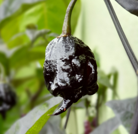 Chilifrø - Ekstrem stærk