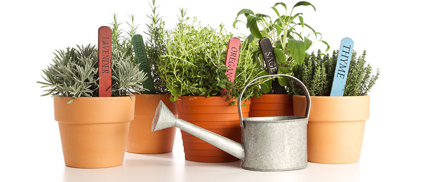 Krydderurtefrø Hornum