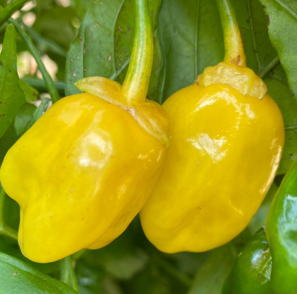 7 Pot Bubblegum Yellow, 10 frø