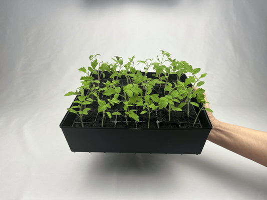 3 stk. ABC Plant starter sæt