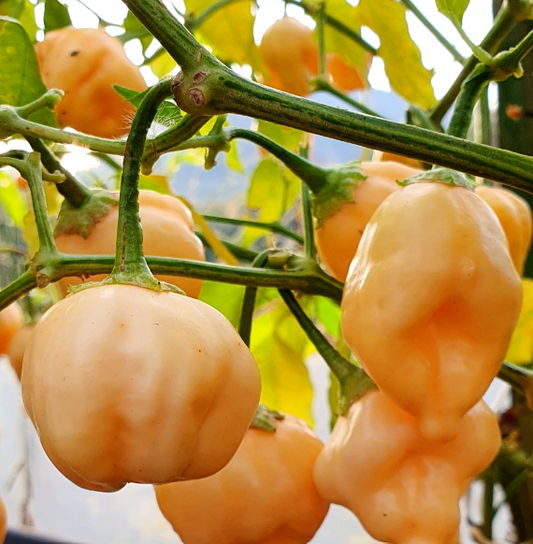 Apricot Apple, 10 frø