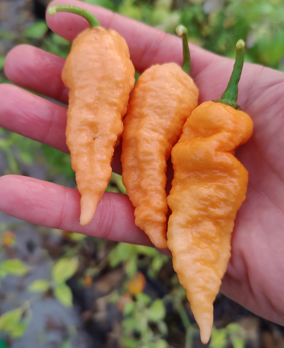 Bhut Jolokia Peach, 10 frø