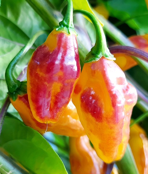 Bolivian Bumpy, 10 frø