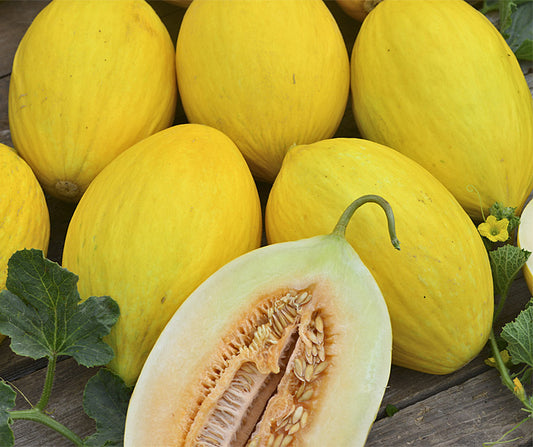 Canarian Yellow Honningmelon, 10 frø