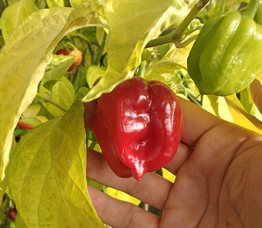 Habanero Giant Red, 10 frø