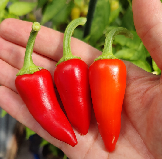 Santa Fe Grande, 10 frø