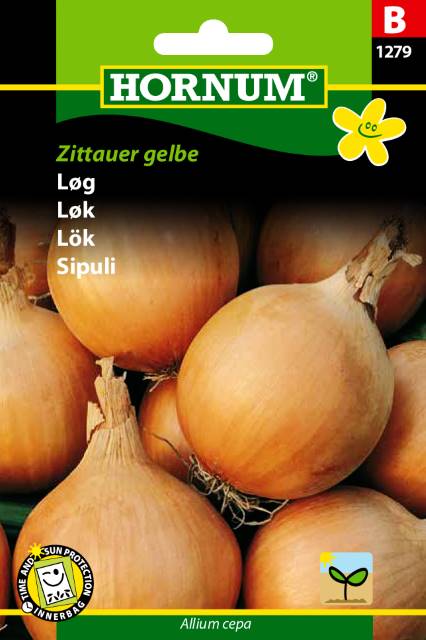 Løg Giant Zittauer gelbe