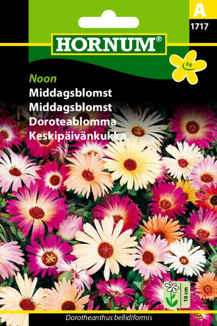 Middagsblomst Noon