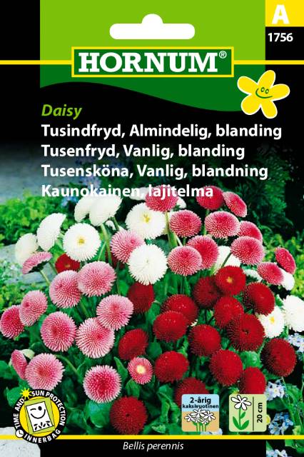 Tusindfryd Almindelig blanding Daisy