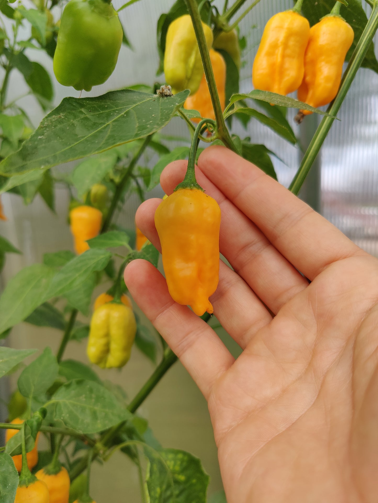 Aji Mango, 10 frø