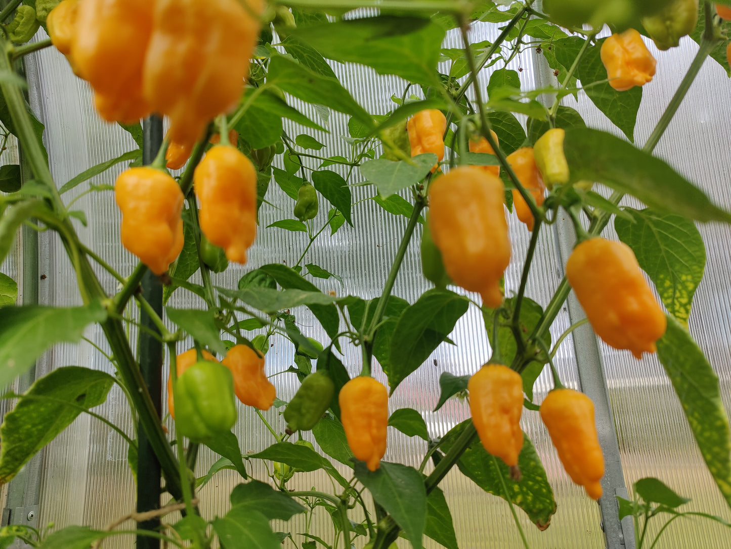 Aji Mango, 10 frø