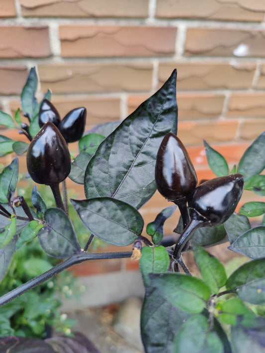 Royal Black, 10 frø