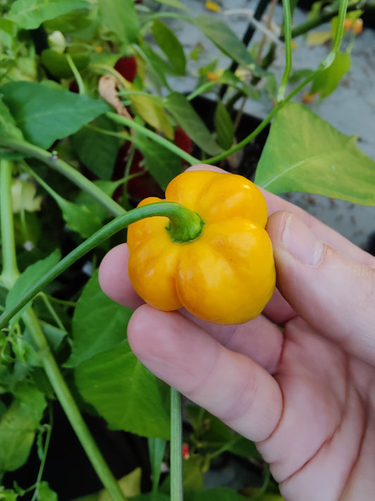 Sunshine Habanero, 10 frø