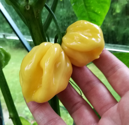 7 Pot White, 10 frø