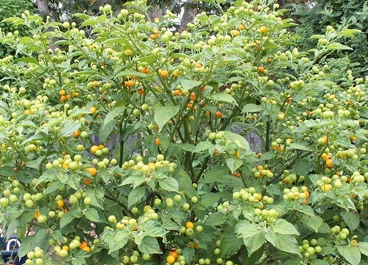 Aji Charapita, 10 frø