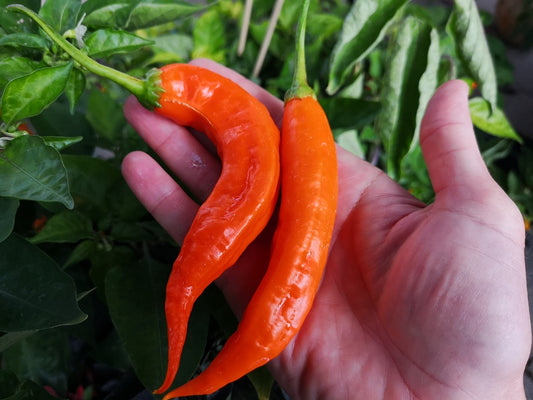 Aji Escabeche, 10 frø