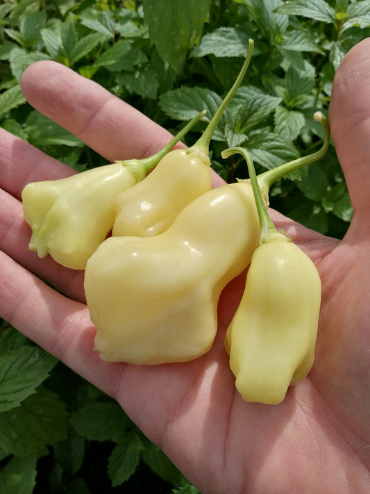 Aji White Fantasy, 10 frø