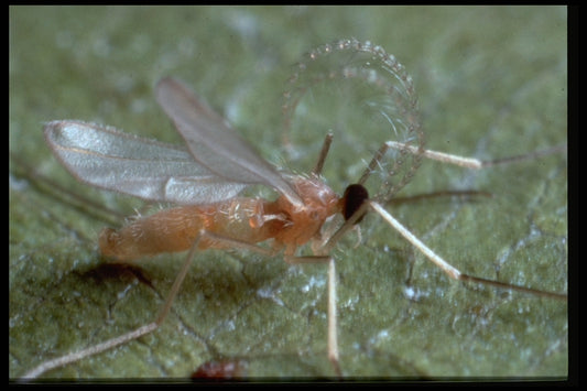 Bladlusgalmyg, 1000 stk.