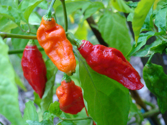 Bhut Jolokia Ghost, 10 frø