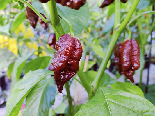 Big Black Mama, 5 frø