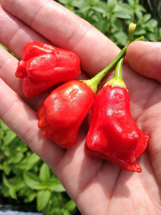 Bishops Crown, 10 frø