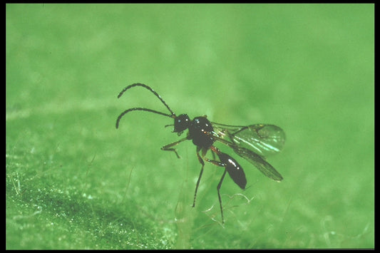 Bladlussnyltehvepse, 500 stk.