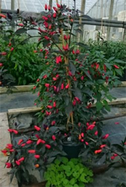 Christmas Tree, 10 frø