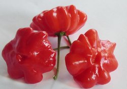 Brazilian Starfish, 10 frø