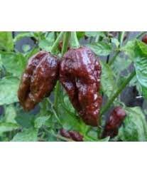 Chocolate Bhut Jolokia, 10 frø