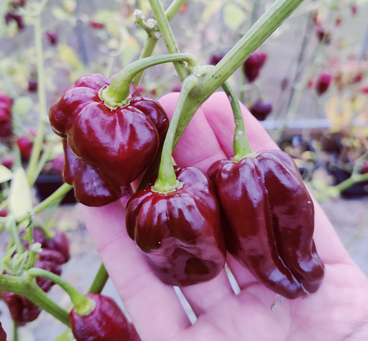 Chocolate Scotch Bonnet, 10 frø