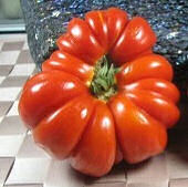 Costoluto Fiorentino, 10 frø