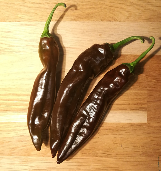 Ecuadorian Brown, 10 frø