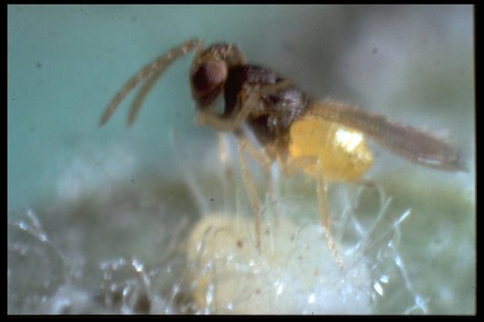 Mellus snyltehvepse, 1000 pupper