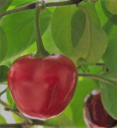 Giant Rocoto, 10 frø – plantekasse.dk