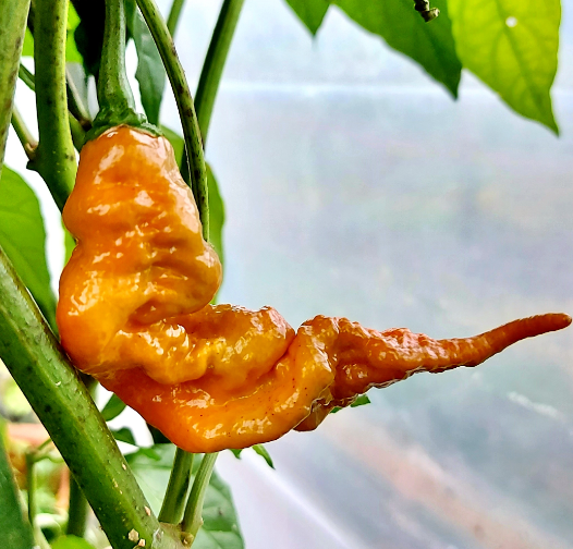 Golden Primotalii, 5 frø