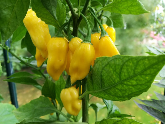 Habalokia Yellow, 10 frø