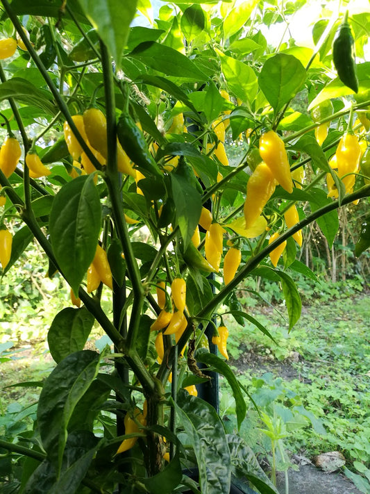 Habanero Lemon, 10 frø