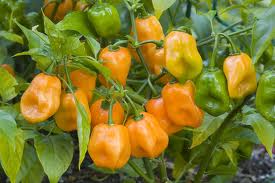 Habanero Orange, 10 frø