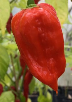 Habanero St. Martin, 10 frø