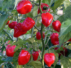 Habanero Red, 10 frø