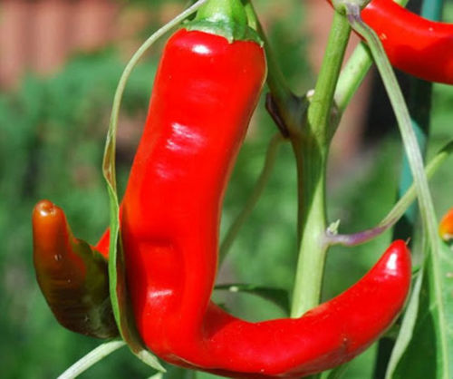 Hot Portugal, 10 frø
