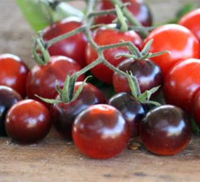 Indigo Blue Berries, 10 frø