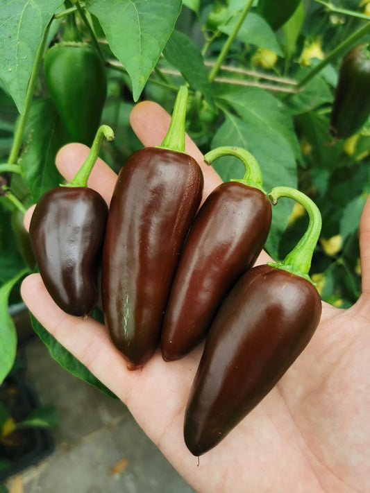 Jalapeno Brown, 10 frø