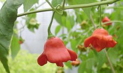 Jamaican Bell, 10 frø