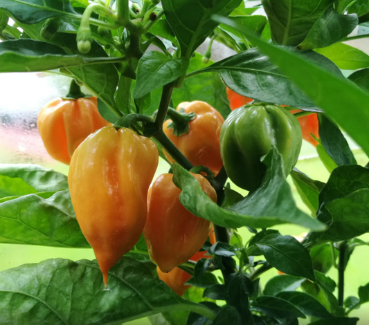 Market Peach Habanero, 10 frø