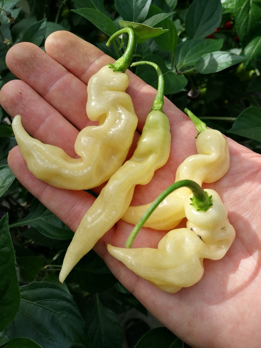 Murupi Amarela, 10 frø