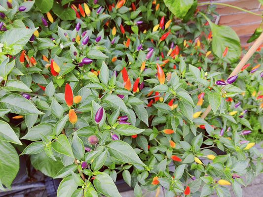 Numex Twilight, 10 frø